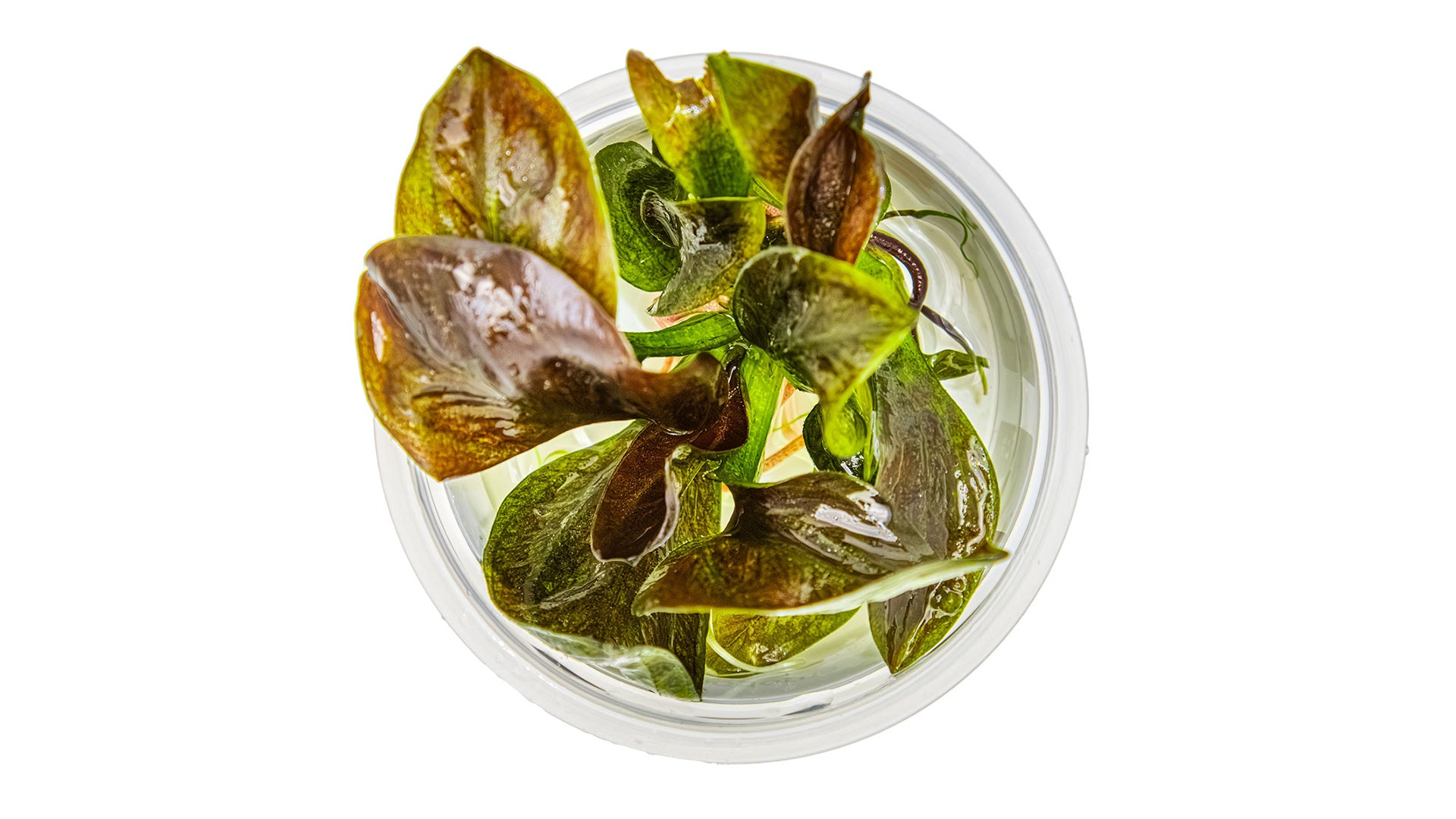 Echinodorus 'Reni' InVitro