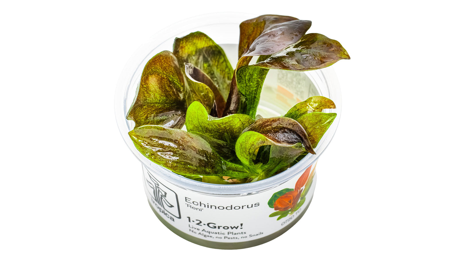 Echinodorus 'Reni' InVitro