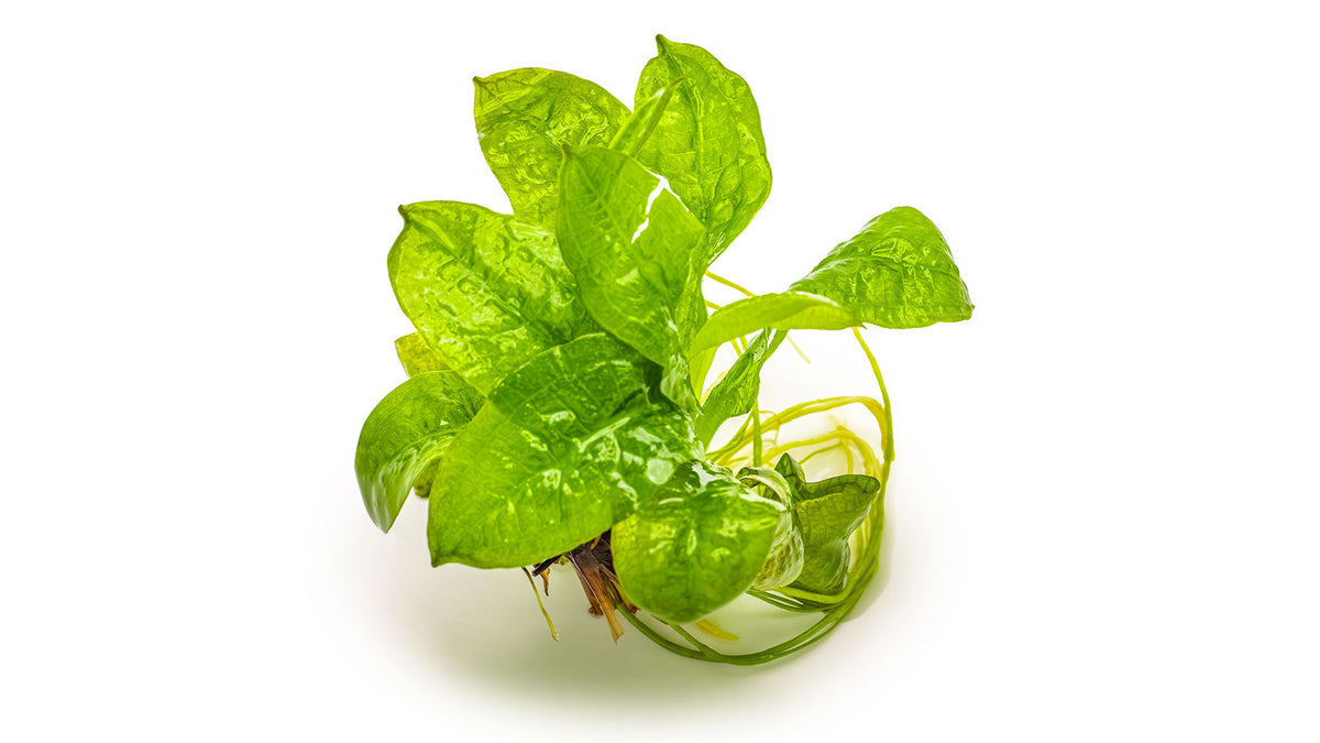 Echinodorus grisebachii 'Tropica'