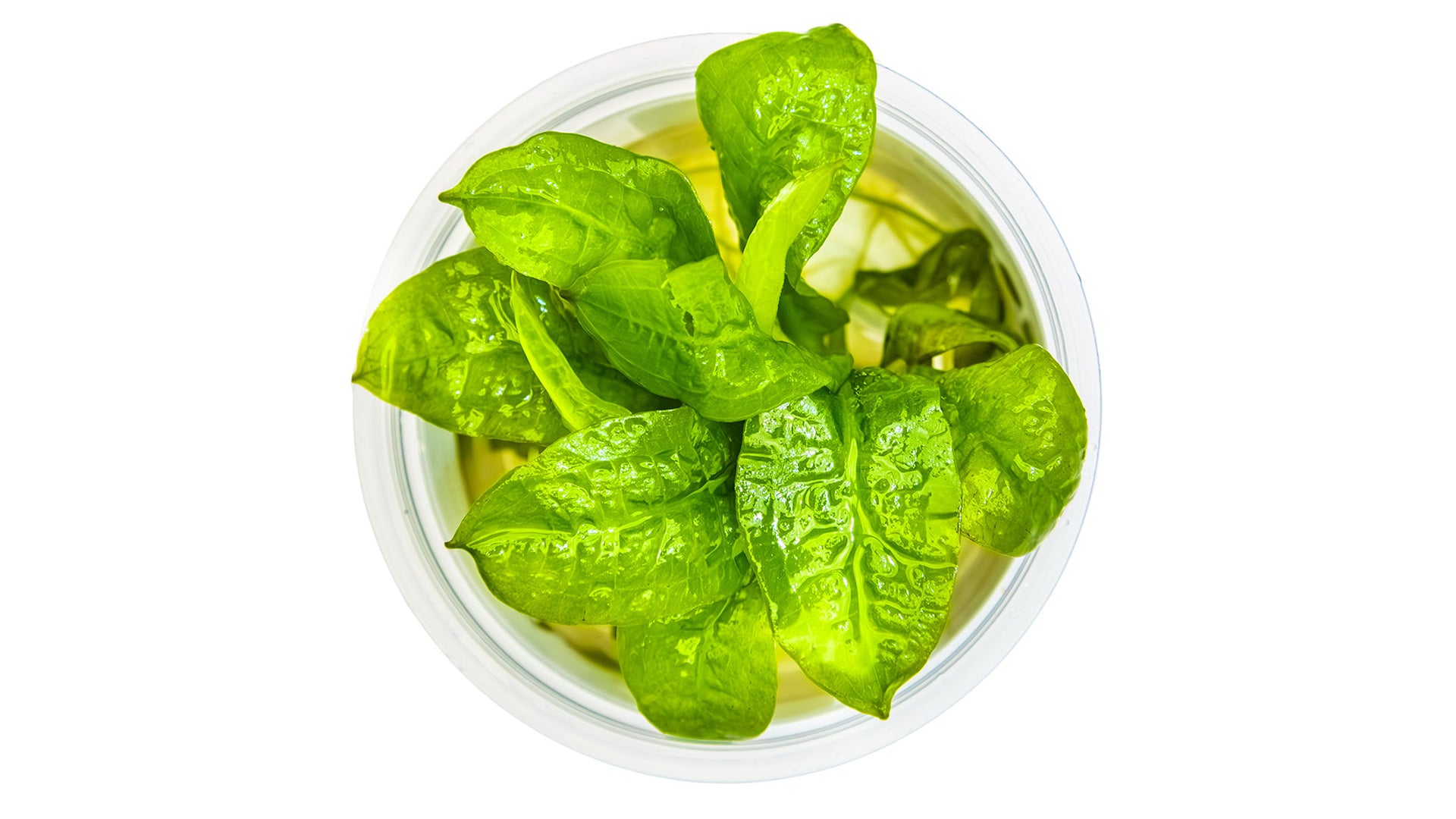 Echinodorus grisebachii 'Tropica' InVitro