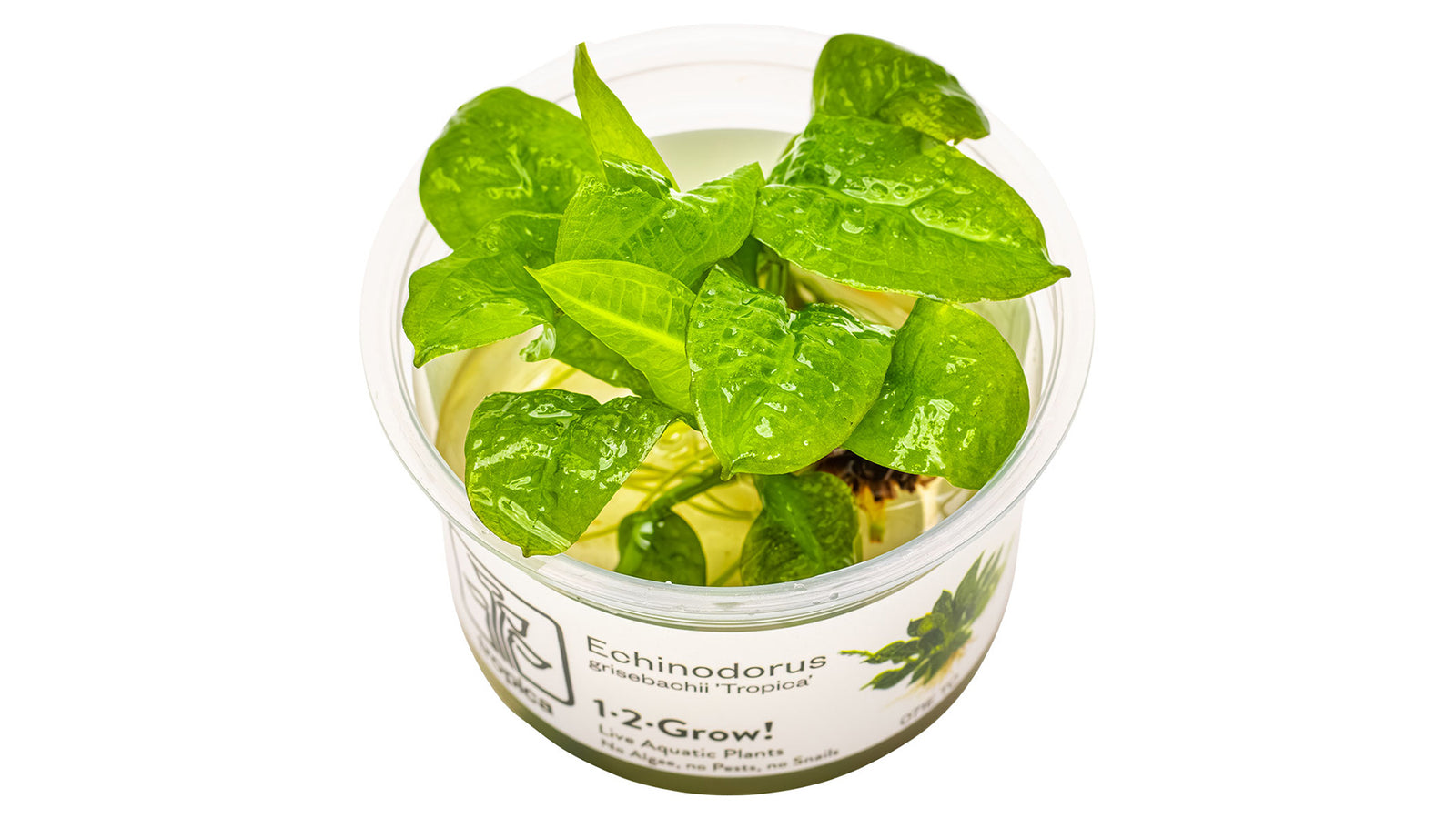 Echinodorus grisebachii 'Tropica' InVitro