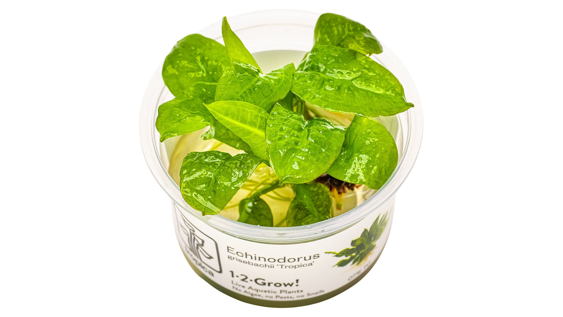 Echinodorus grisebachii 'Tropica' InVitro