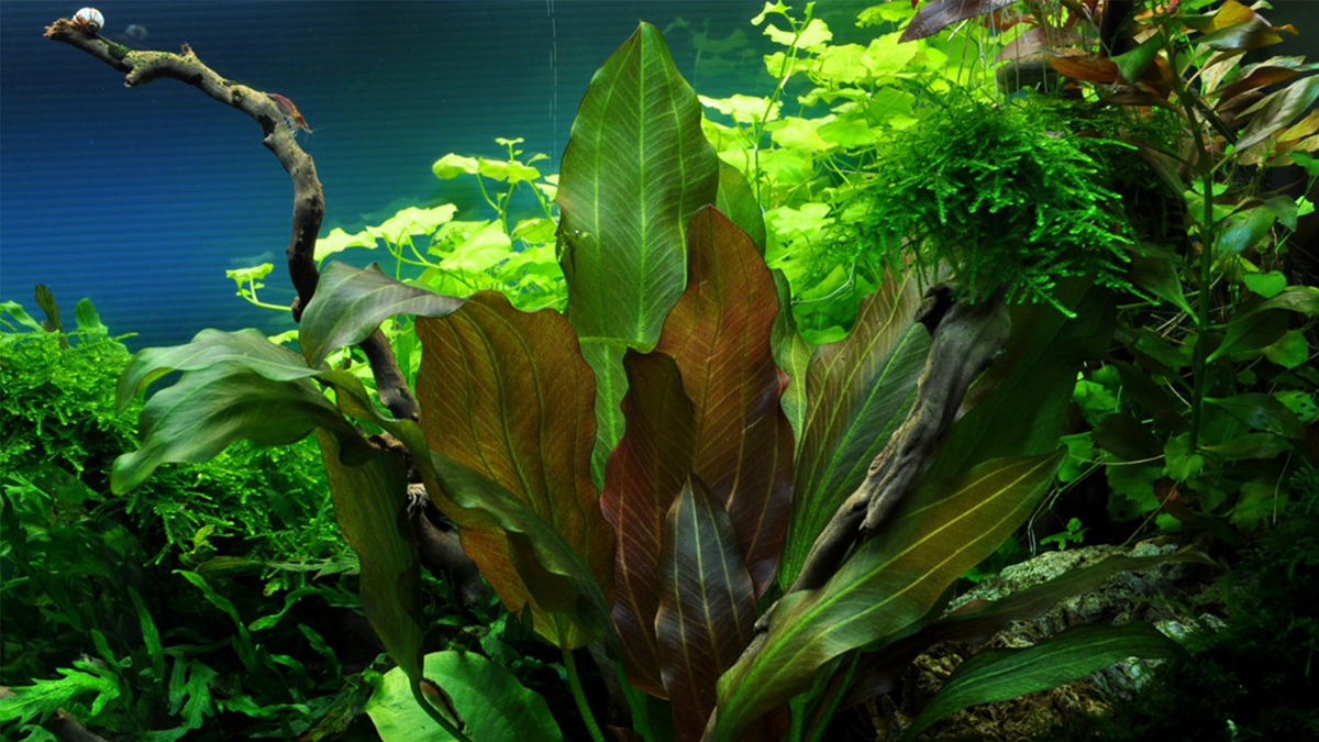 Echinodorus 'Reni' - Tropica