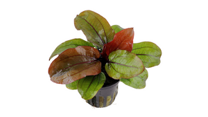 Echinodorus 'Reni' - Tropica