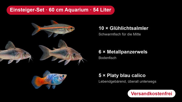 Einsteiger-Set für 60 cm Aquarien (54 Liter) - 10 Glühlichtsalmler, 6 Metallpanzerwelse, 5 Platys