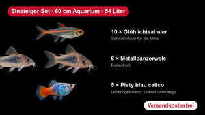 Einsteiger-Set für 60 cm Aquarien (54 Liter)- Einsteiger-Set für 60 cm Aquarien (54 Liter) – 10 Glühlichtsalmler, 6 Metallpanzerwelse, 5 Platys