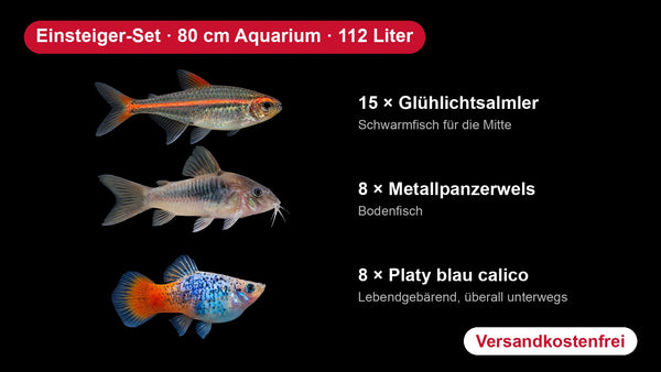 Einsteiger-Set für 80 cm Aquarien (112 Liter) – 15 Glühlichtsalmler, 8 Metallpanzerwelse, 8 Platys