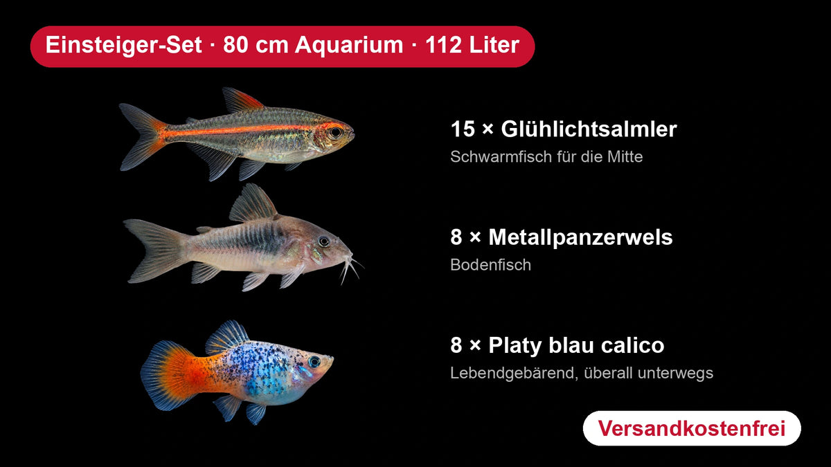 Einsteiger-Set für 80 cm Aquarien (112 Liter) – 15 Glühlichtsalmler, 8 Metallpanzerwelse, 8 Platys