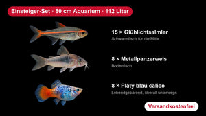 Einsteiger-Set für 80 cm Aquarien (112 Liter) – 15 Glühlichtsalmler, 8 Metallpanzerwelse, 8 Platys