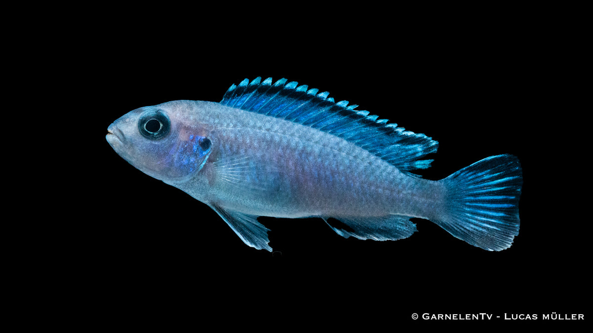 Eisblauer Maulbrüter Pseudotropheus socolofi im Aquarium