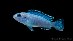 Eisblauer Maulbrüter Pseudotropheus socolofi im Aquarium