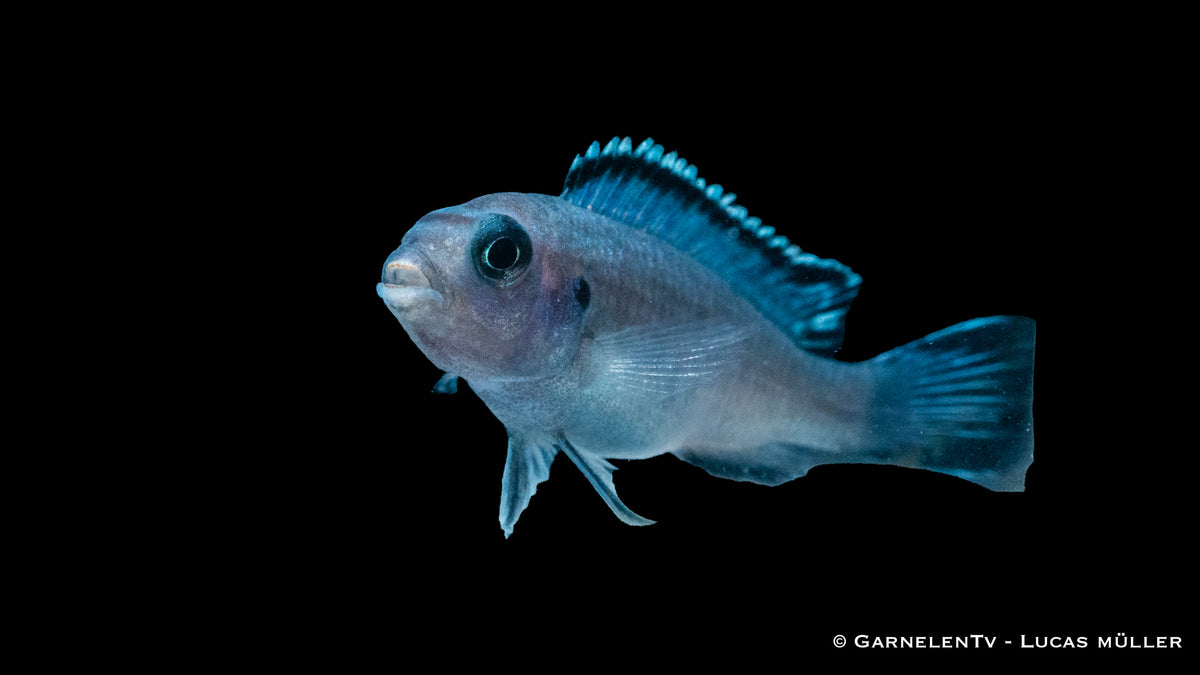 Pseudotropheus socolofi mit blauer Färbung und dunklen Streifen