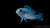Eisblauer Maulbrüter Pseudotropheus socolofi im Aquarium