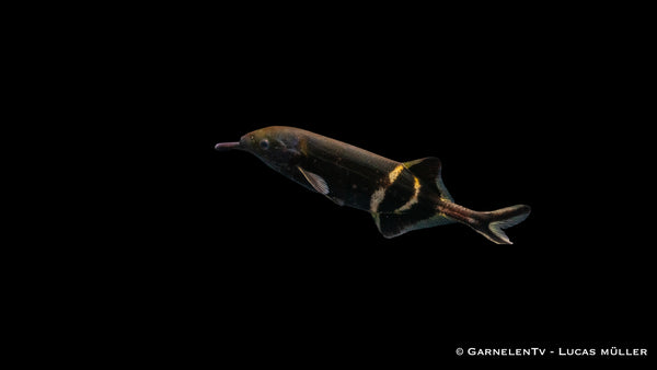 Elefantenfisch, Elefantenrüsselfisch - Gnathonemus petersii