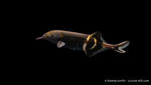 Elefantenfisch, Elefantenrüsselfisch - Gnathonemus petersii