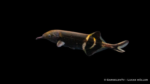 Elefantenfisch, Elefantenrüsselfisch - Gnathonemus petersii