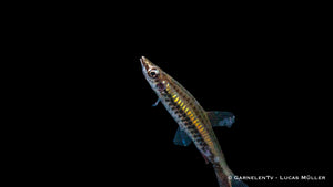 Elegant Schrägsteher in a community aquarium