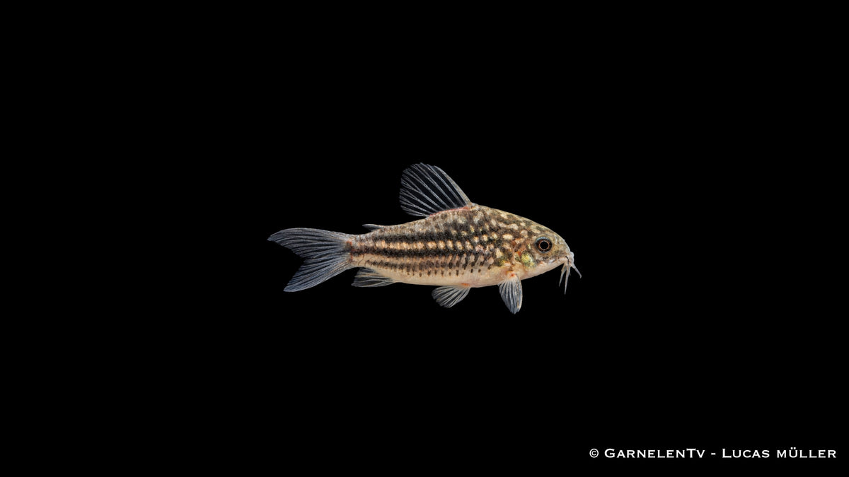 Eleganter Panzerwels - Corydoras elegans