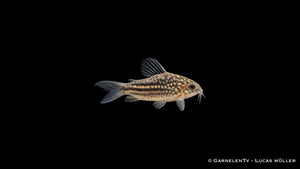 Eleganter Panzerwels - Corydoras elegans