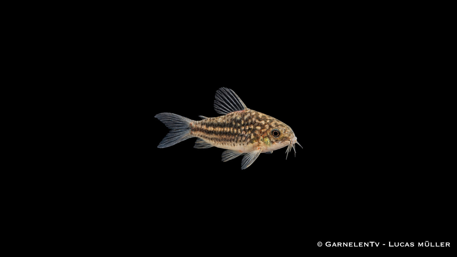 Eleganter Panzerwels - Corydoras elegans