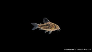 Eleganter Panzerwels - Corydoras elegans