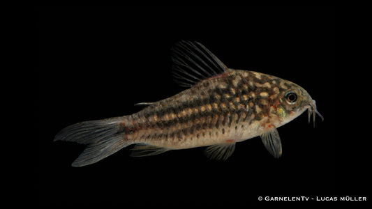 Eleganter Panzerwels - Corydoras elegans