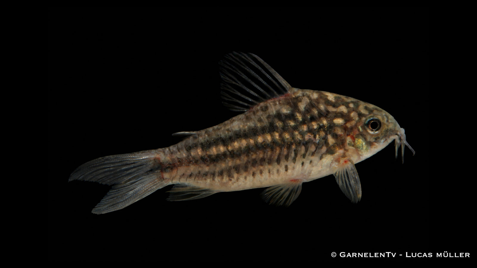 Eleganter Panzerwels - Corydoras elegans