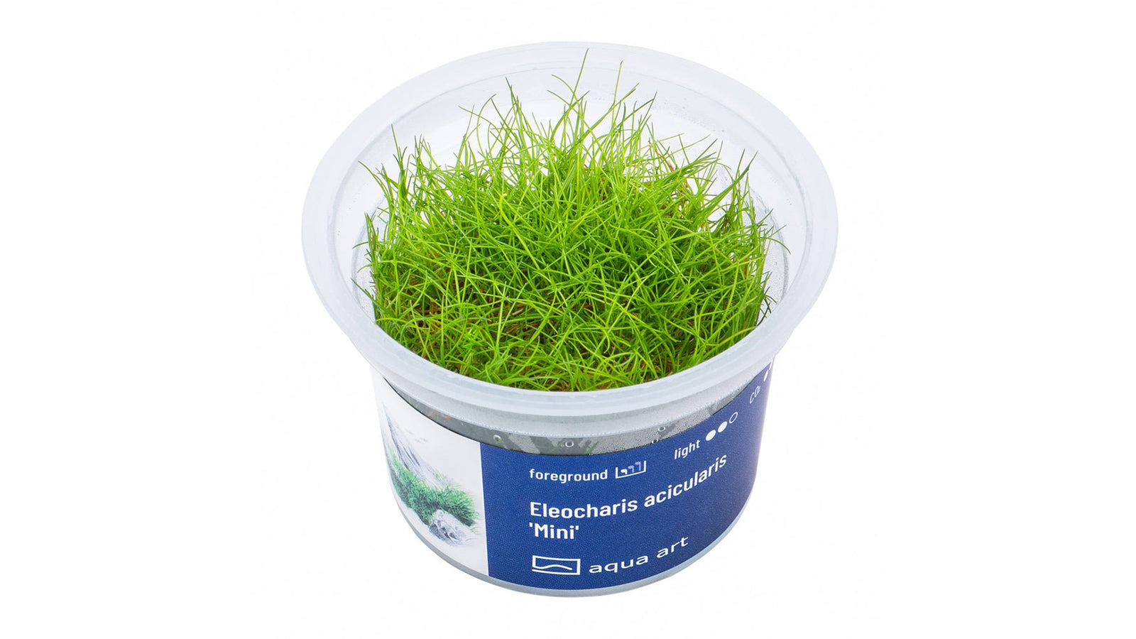 Eleocharis acicularis 'Mini' - InVitro
