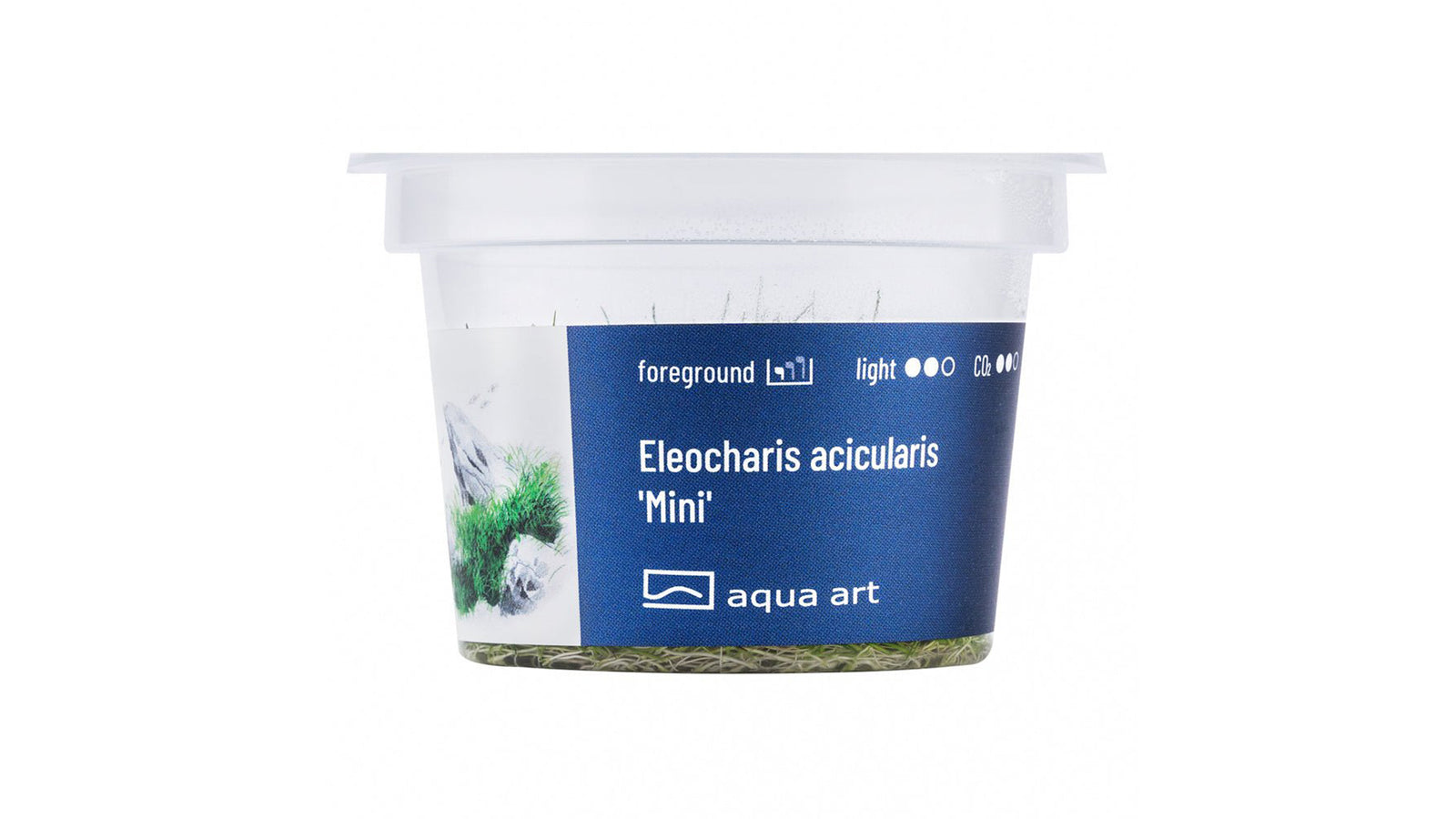 Eleocharis acicularis 'Mini' - InVitro