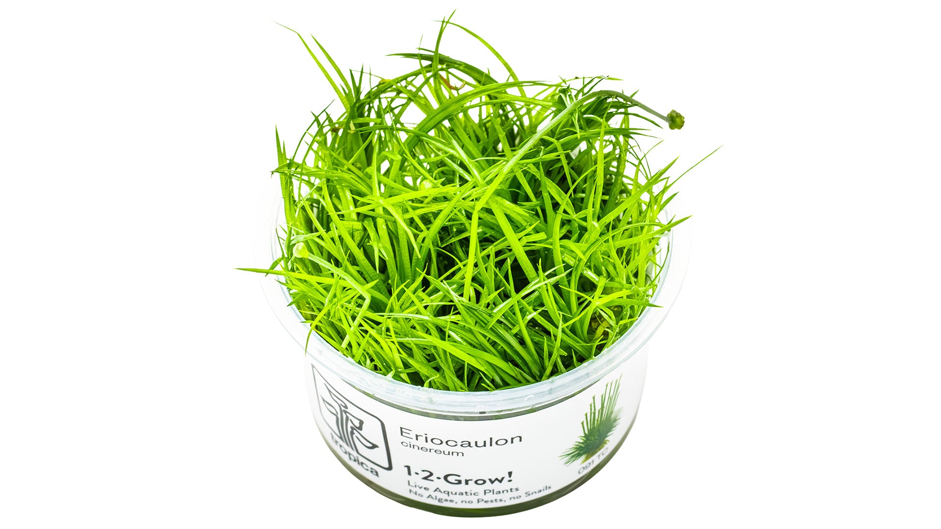 Eleocharis cinerea InVitro Pflanze