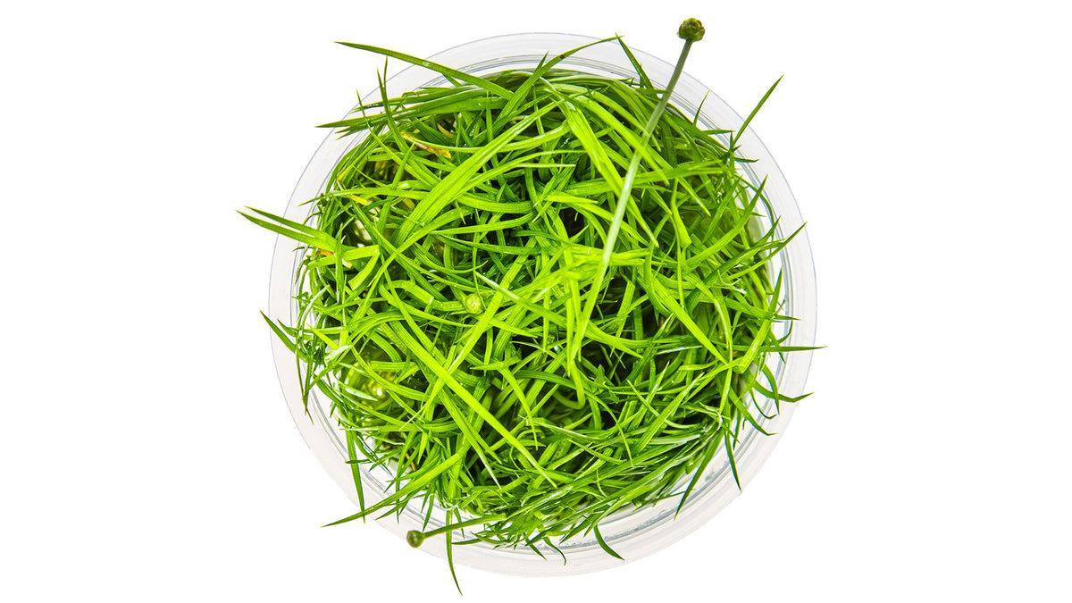 Eleocharis cinerea von oben