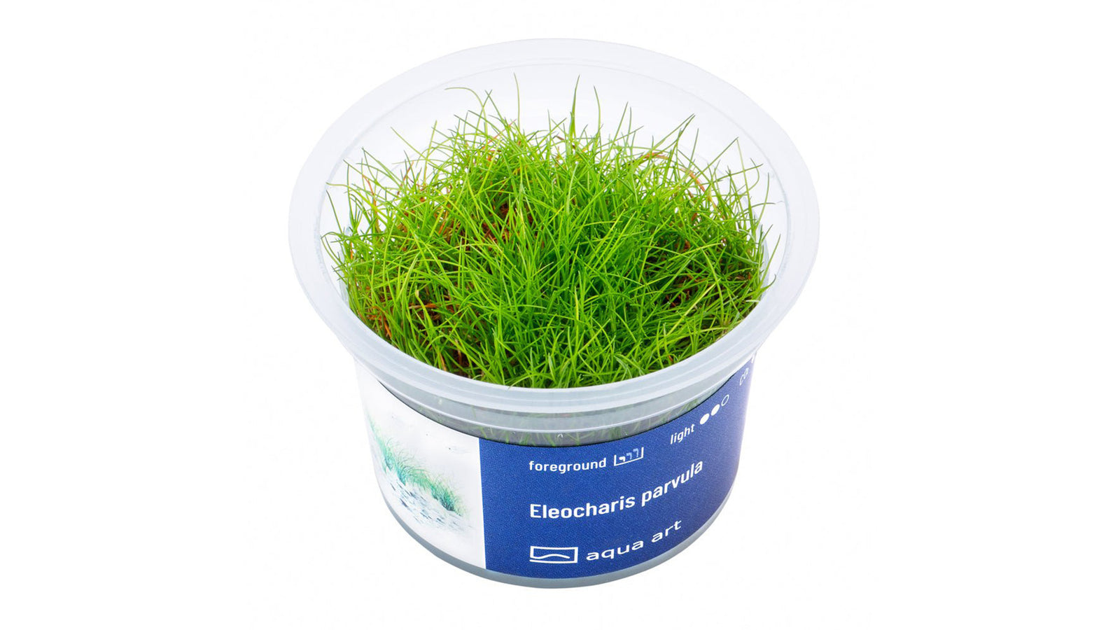 Eleocharis parvula - InVitro