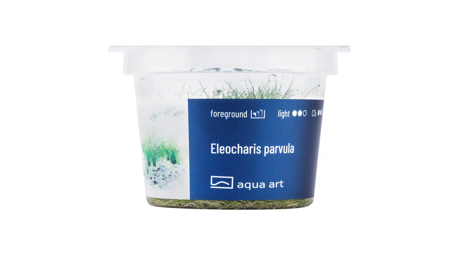 Eleocharis parvula - InVitro