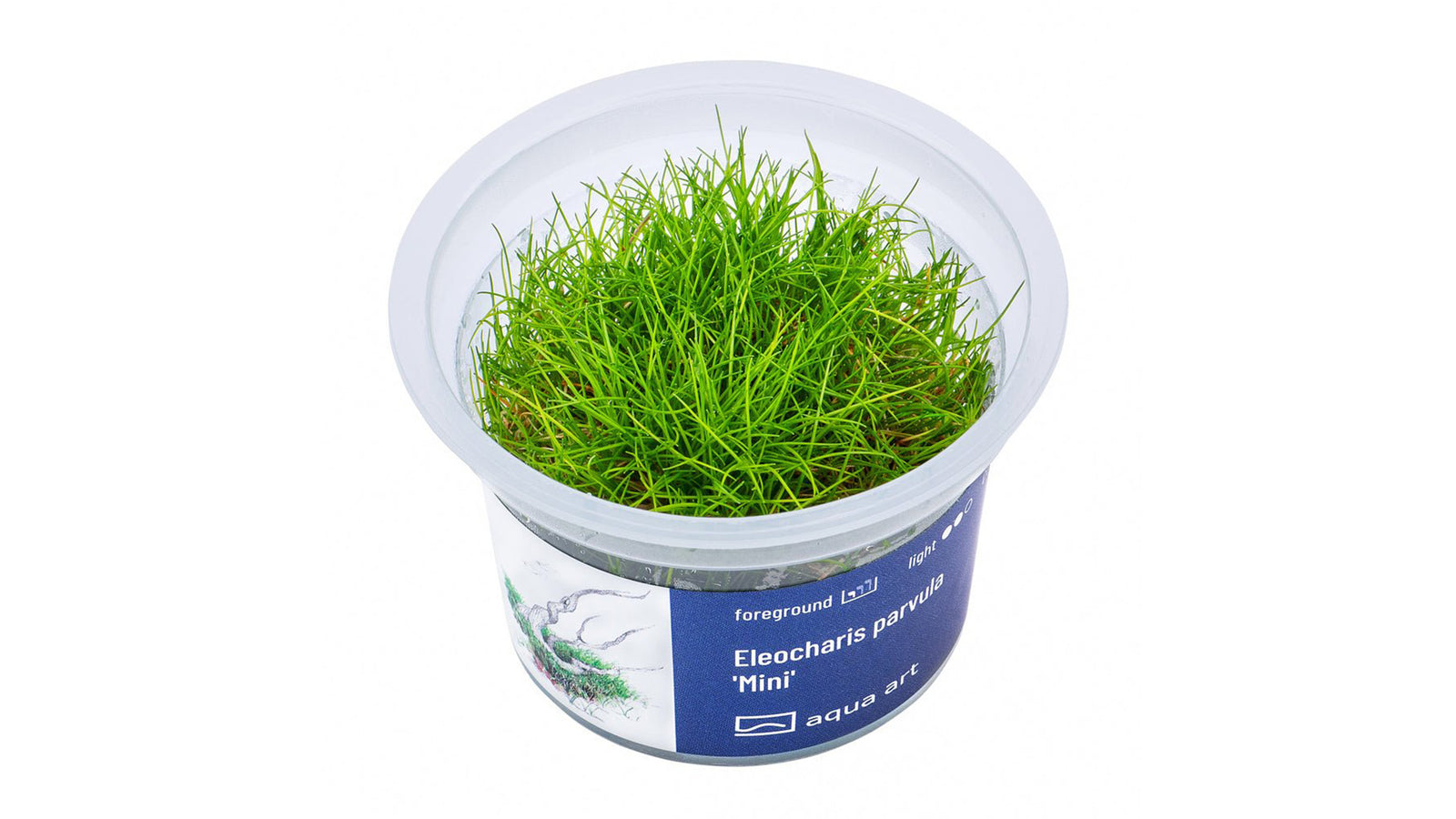 Eleocharis parvula ’Mini’ - InVitro