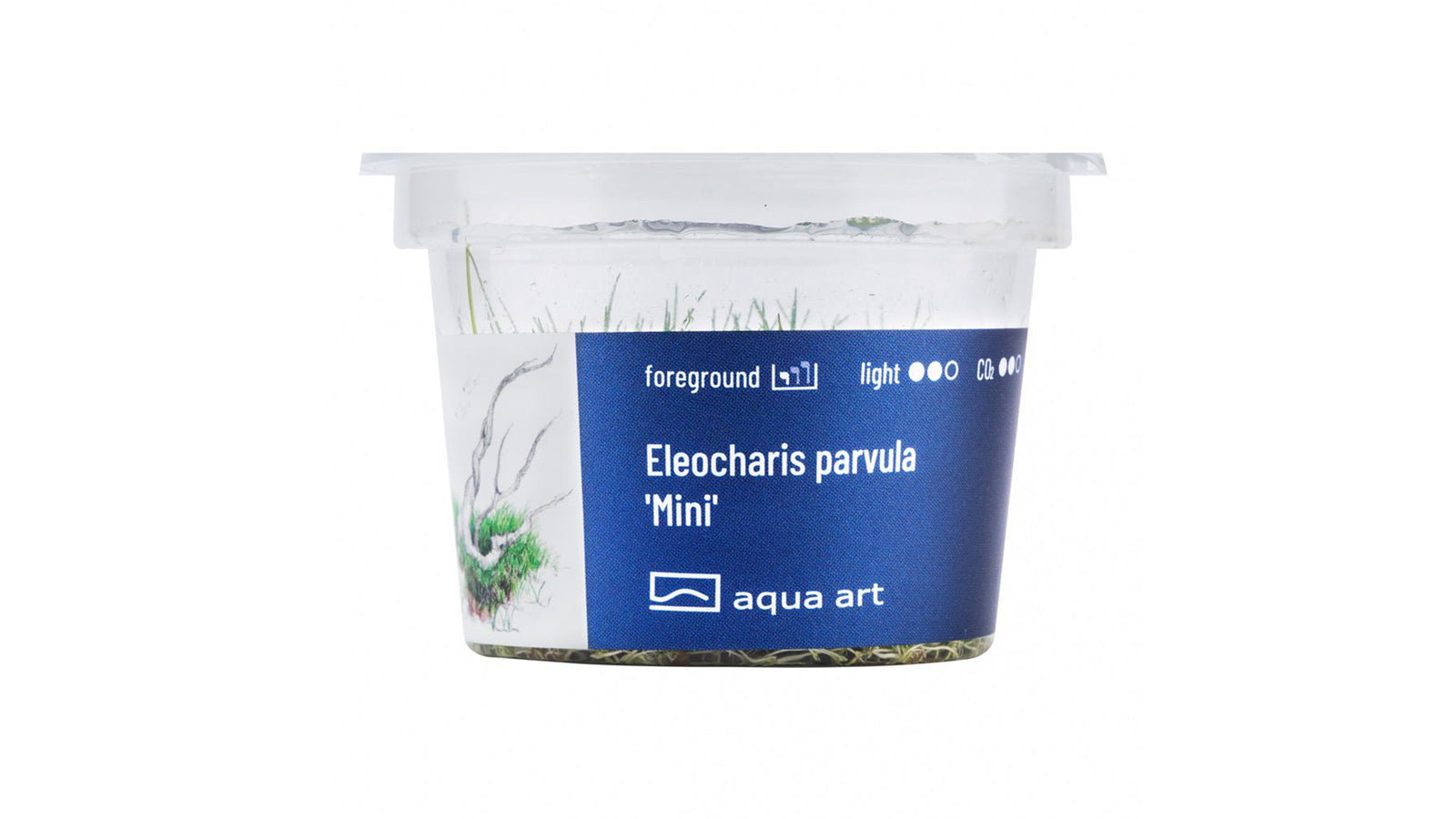 Eleocharis parvula ’Mini’ - InVitro