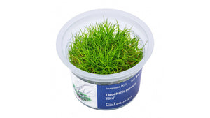 Eleocharis parvula ’Mini’ - InVitro