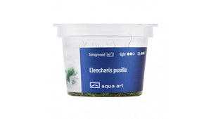 Eleocharis pusilla - InVitro