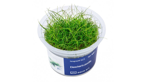 Eleocharis pusilla - InVitro
