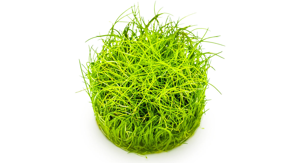 Eleocharis pusilla &#39;Mini&#39;