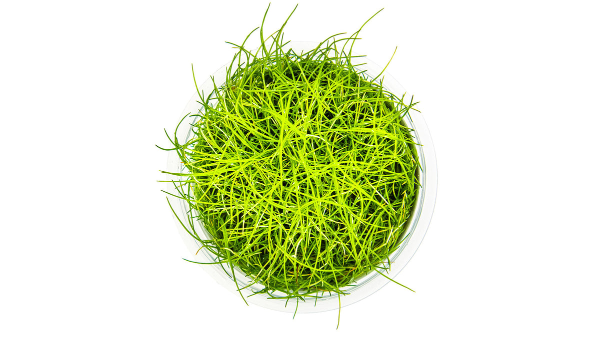 Eleocharis pusilla &#39;Mini&#39; von oben