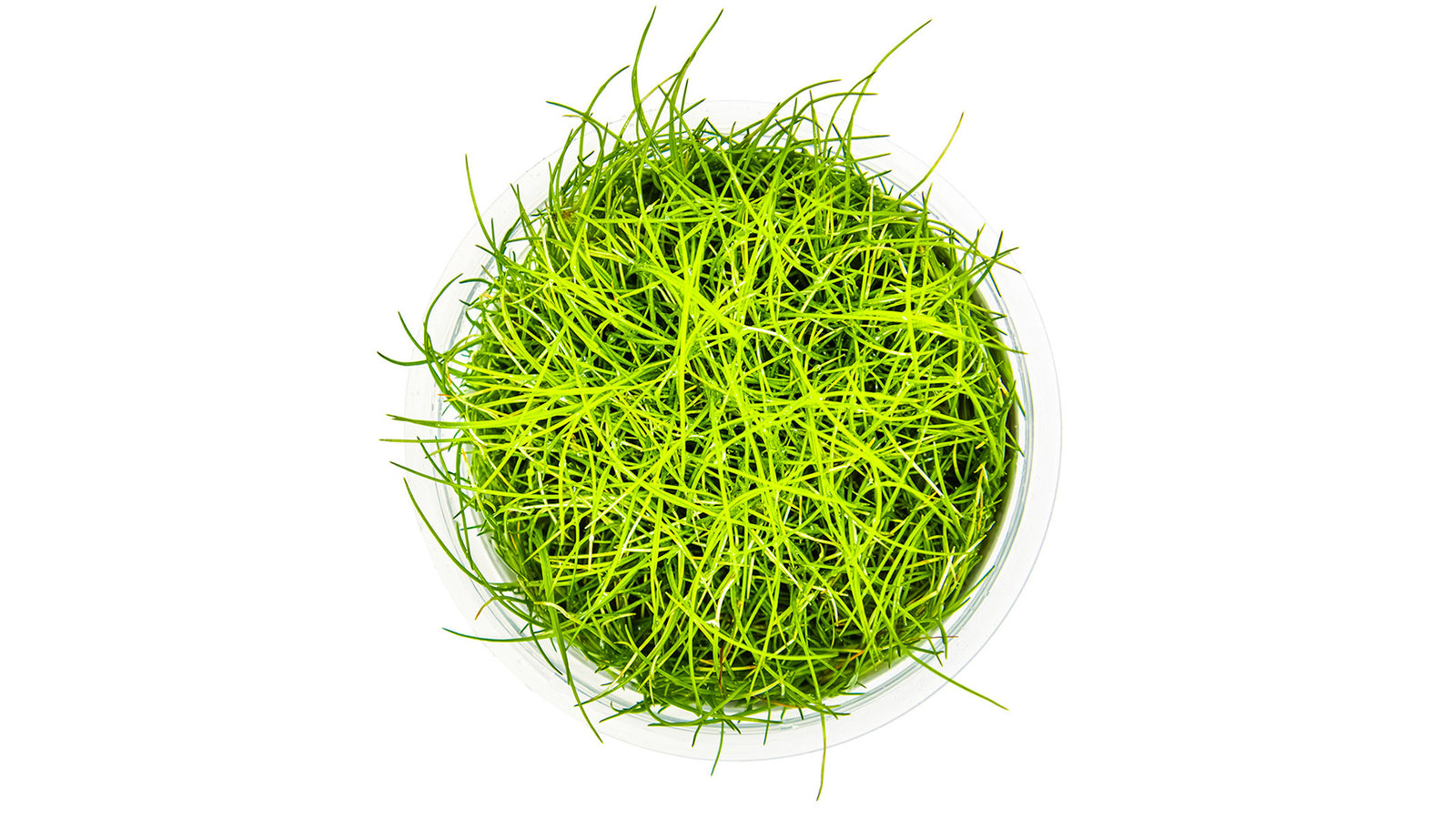 Eleocharis pusilla 'Mini' InVitro