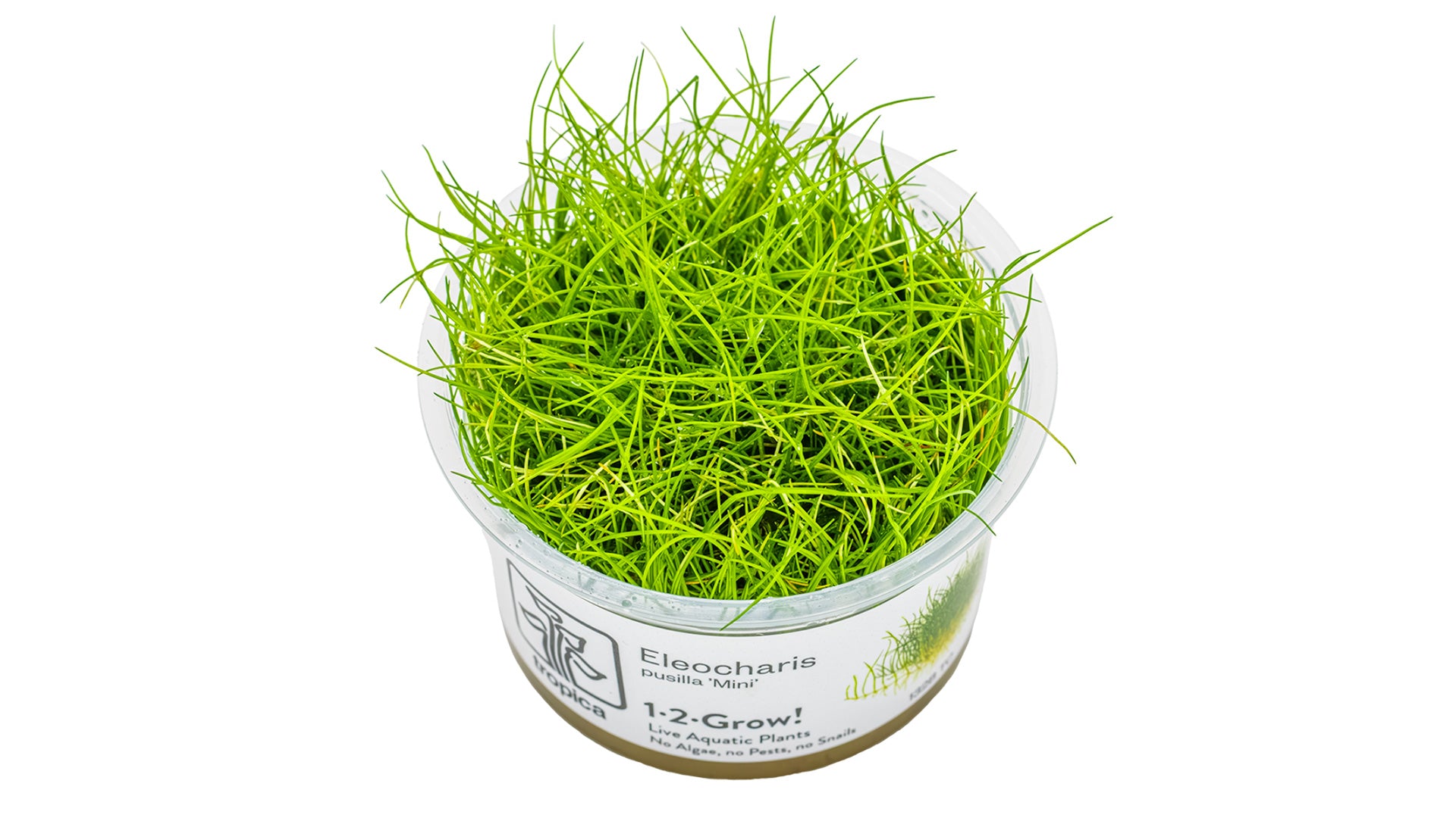 Eleocharis pusilla 'Mini' InVitro