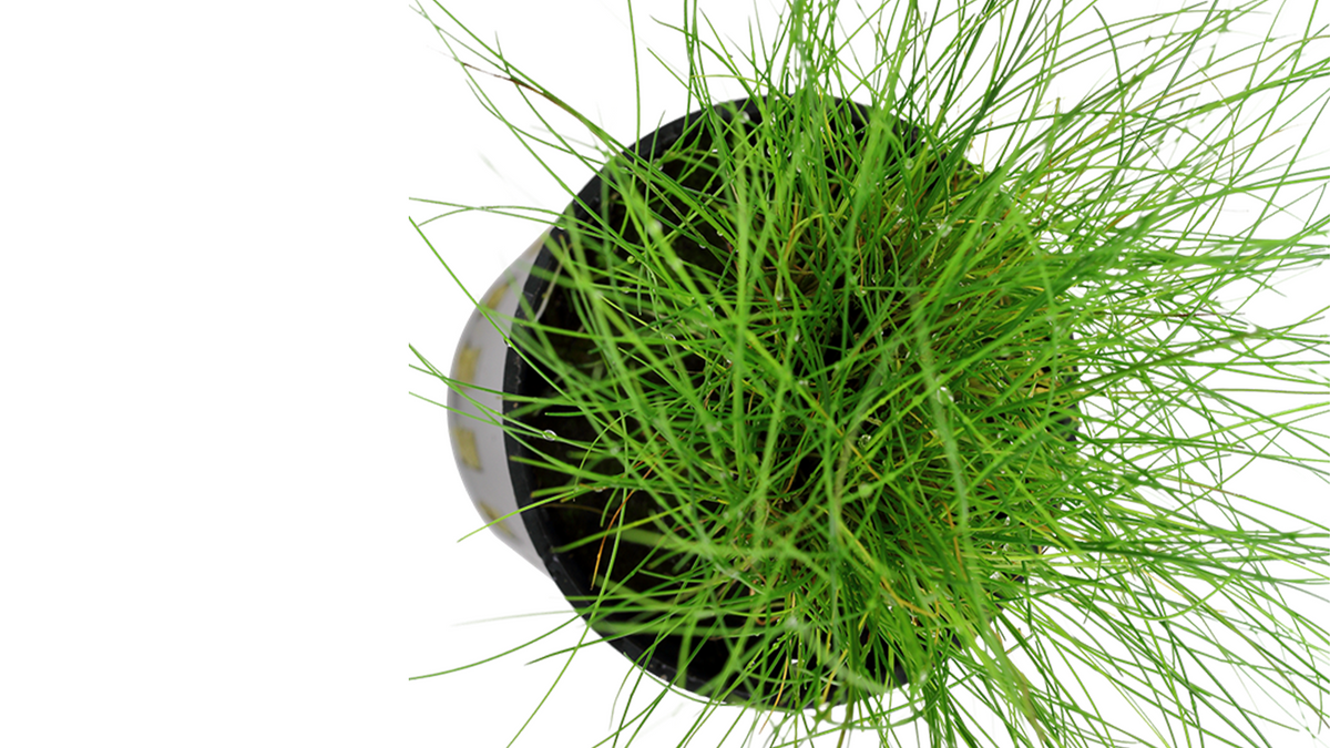 Eleocharis parvula - Tropica