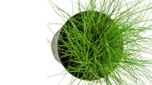 Eleocharis parvula - Tropica