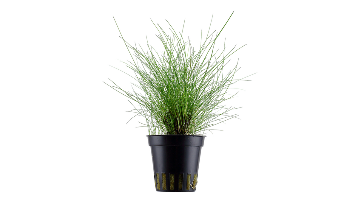 Eleocharis parvula - Tropica