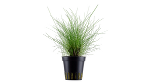 Eleocharis parvula - Tropica