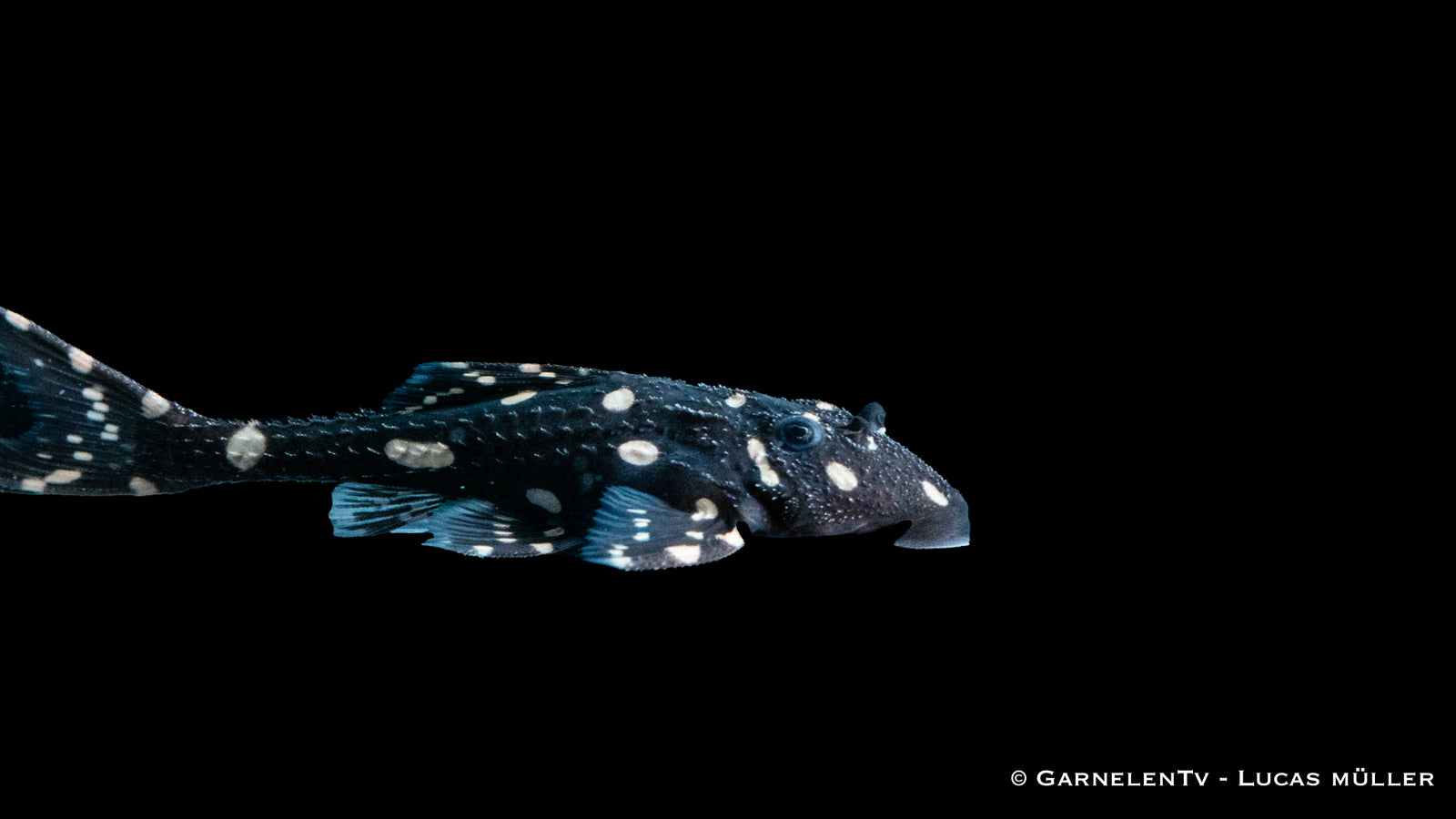 Elfenwels Acanthicus adonis im Aquarium