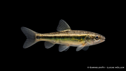 Elritze mit typischer Punktzeichnung und natürlicher Färbung in Seitenansicht