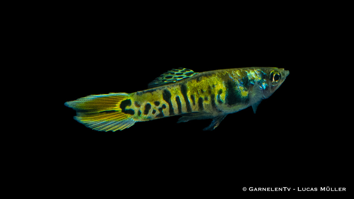 Poecilia wingei – Endlers Guppy &quot;Green Tiger&quot; mit Farbmustern