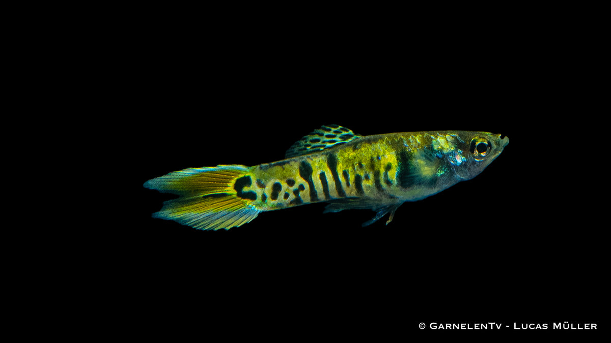 Schwarm von Endlers Guppy &quot;Green Tiger&quot; im 50L Aquarium